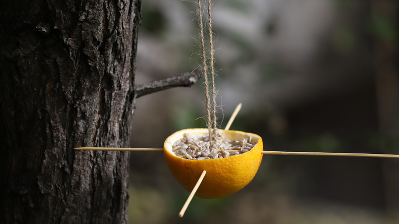an orange half filled with seeds has been turned into a bird feeder with twine and chopsticks