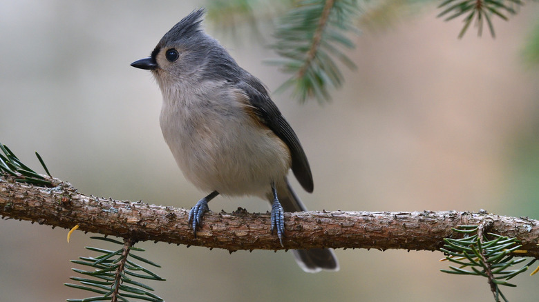 a tufted titmouse on an evergreen branch