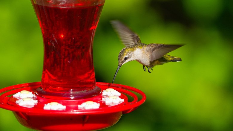 hummingbird at feeder with blurred wings