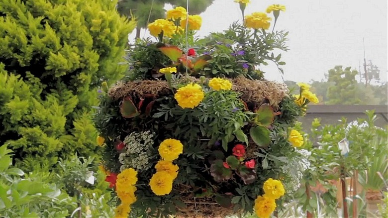 A DIY moss hanging basket