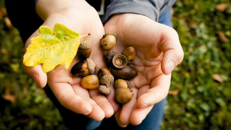 two hands hold acorns and acorn caps
