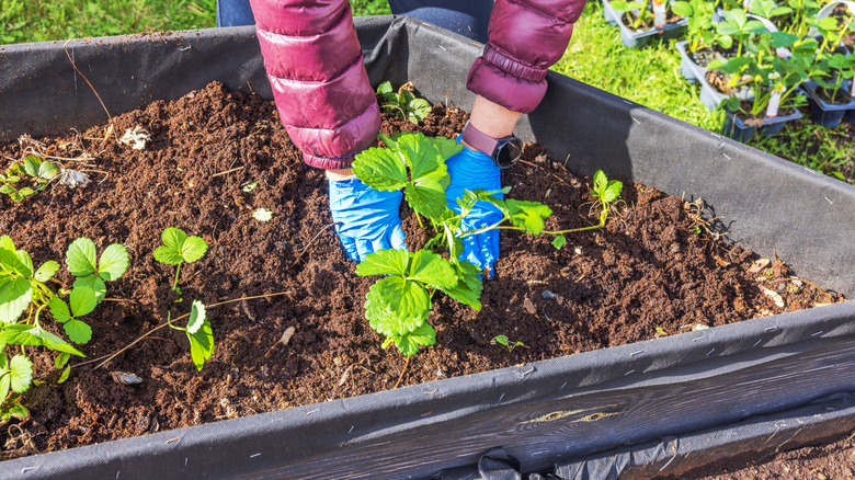 Person adding mulch to strawberry plants