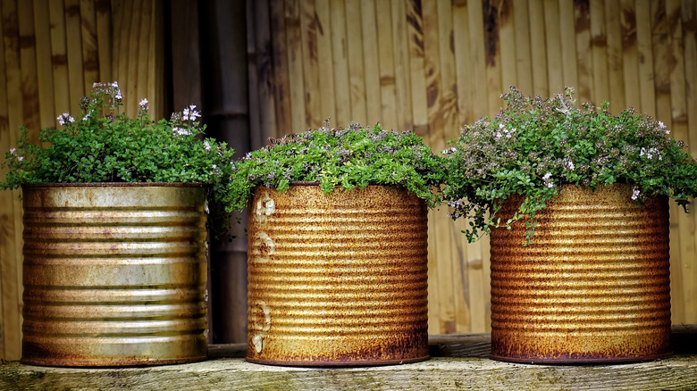 Rusty tin can planters with flowers and greenery coming from the top.