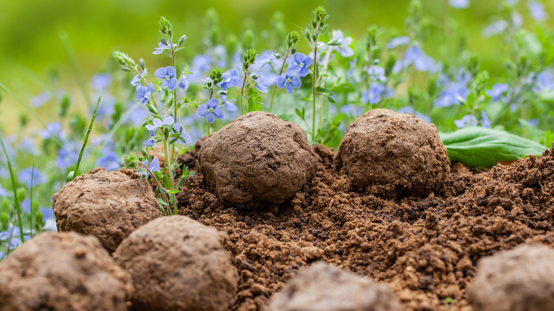 Seed bombs sitting among blue flowers