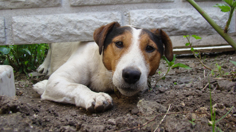dog digs under white fence