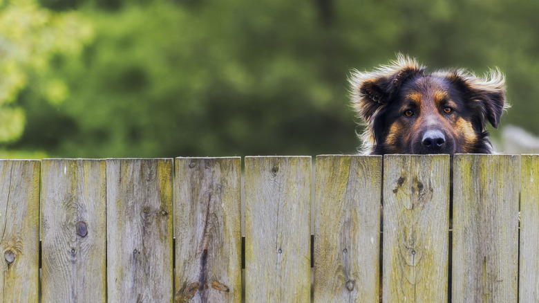 brown dog peers over fence
