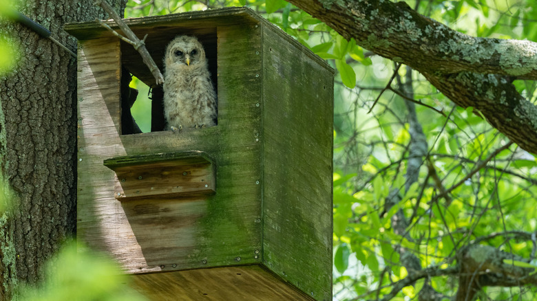 Owl in nesting box