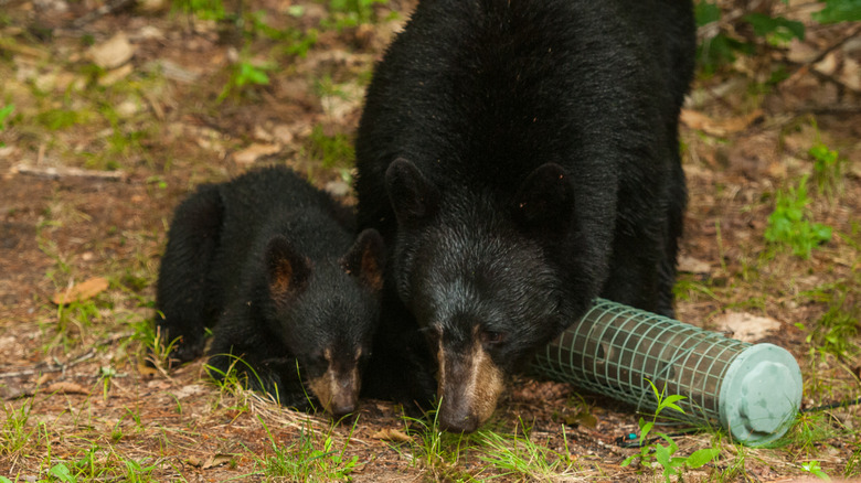Mother black bear and cub eating seeds from fallen feeder