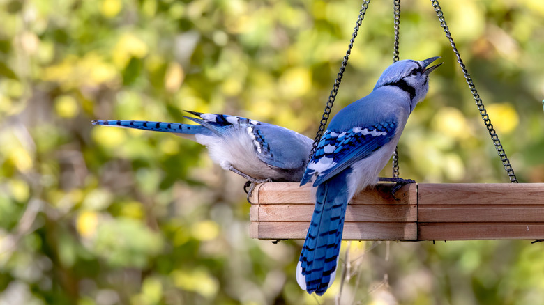 Birds visiting suspended feeder