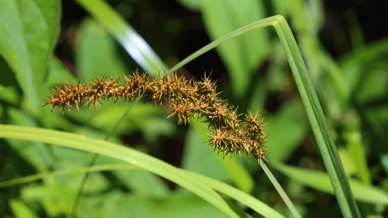 Closeup image of spiky grass burrs
