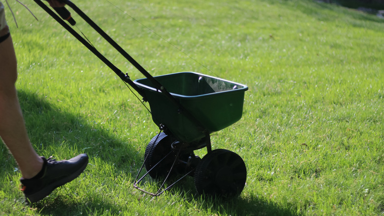 Using lawn spreader to fertilize yard