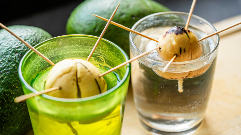 germinating avocado seeds