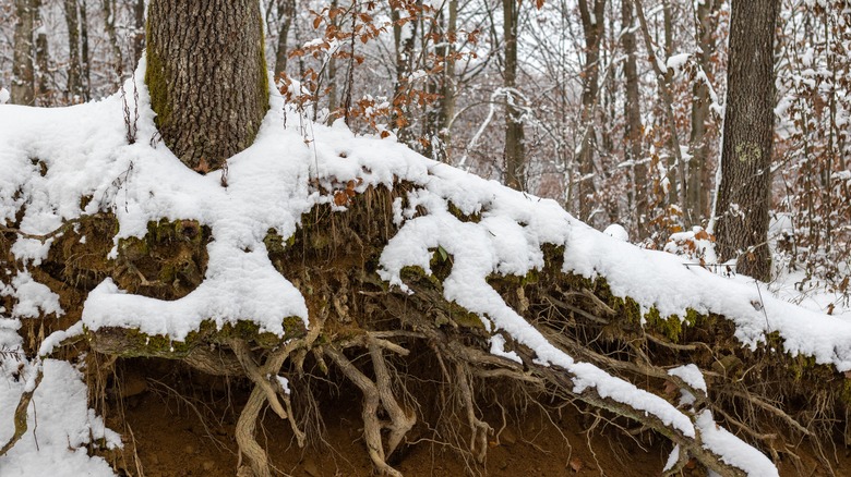 exposed tree roots covered in snow