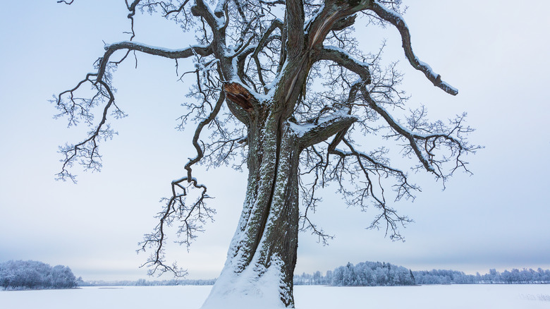 a large tree covered in snow