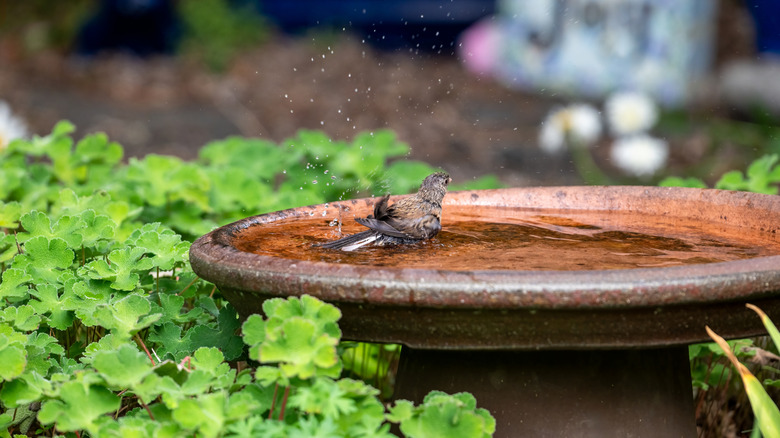 A bird enjoying a metal bath