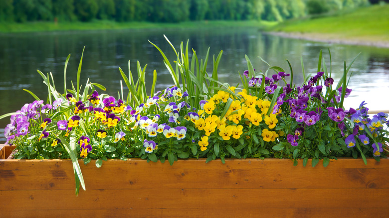 A variety of plants and flowers in a wooden planter box with a lake in the background