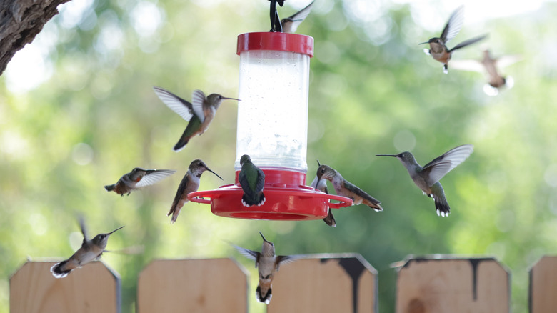 Flock of hummingbirds at feeder