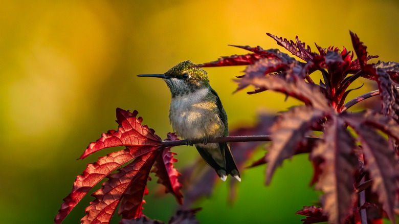 Hummingbird on red leaf