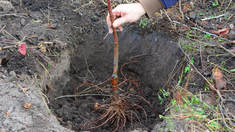 a gardener plants a fruit tree