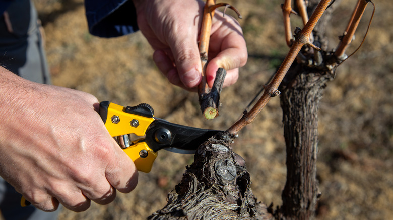 a gardener prunes a tree