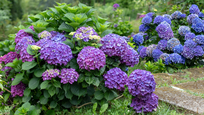 Hydrangea blooms