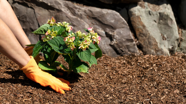 Mulch around hydrangea plant