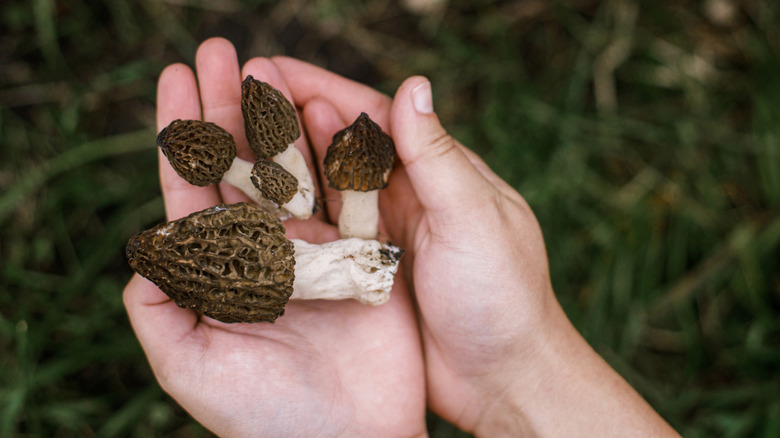 Hands holding morel mushrooms