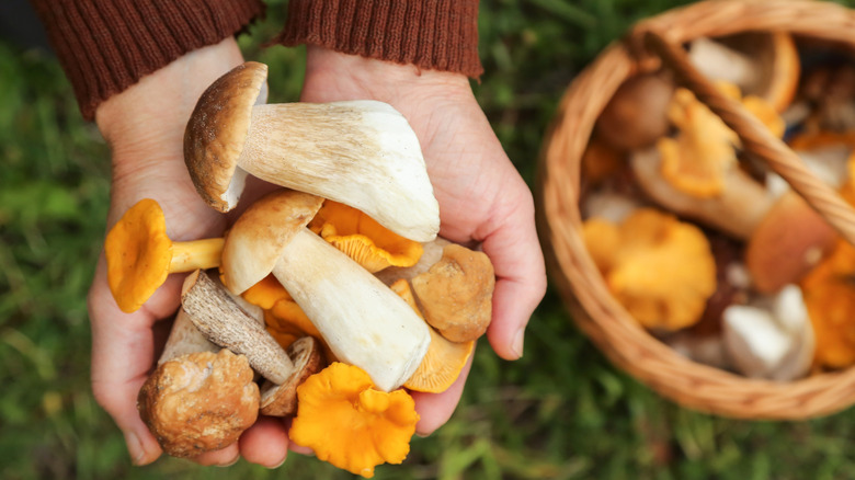Hands holding a bunch of mushrooms