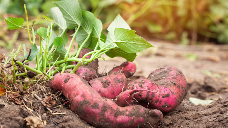 freshly harvested sweet potatoes