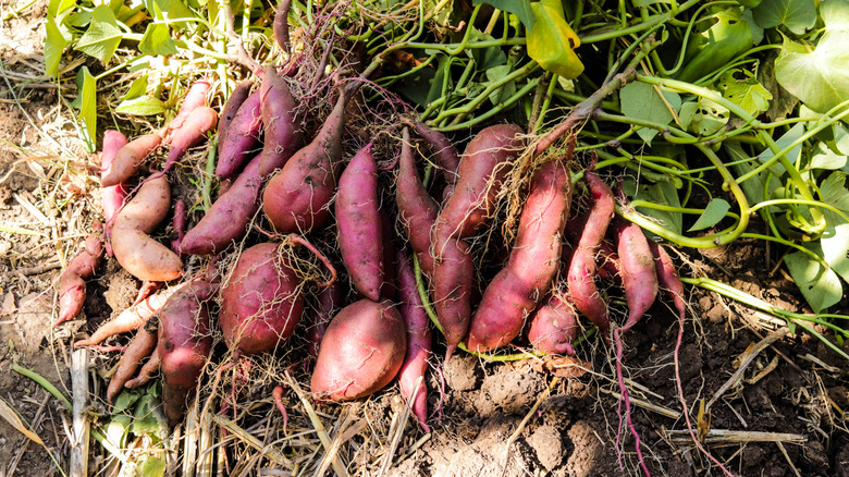 a large harvest of sweet potatoes in the sun