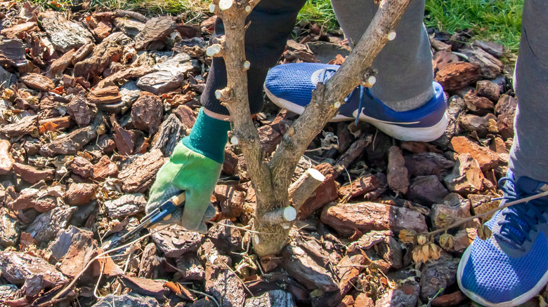 trimming hibiscus for winter
