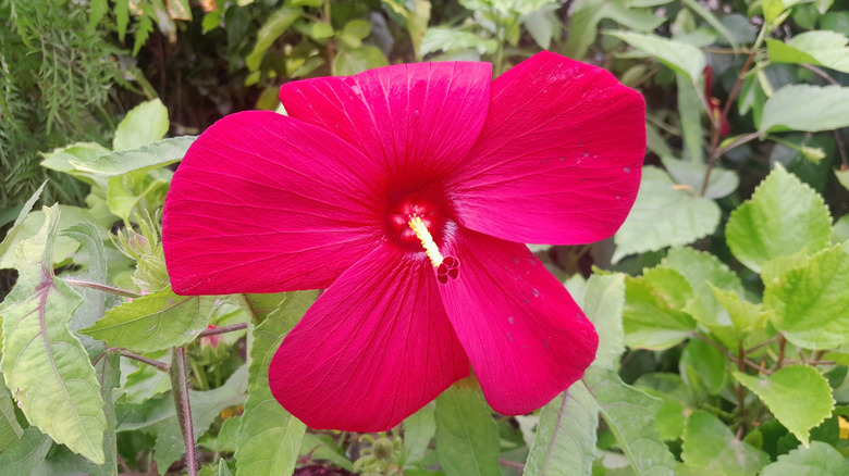 hardy hibiscus flower