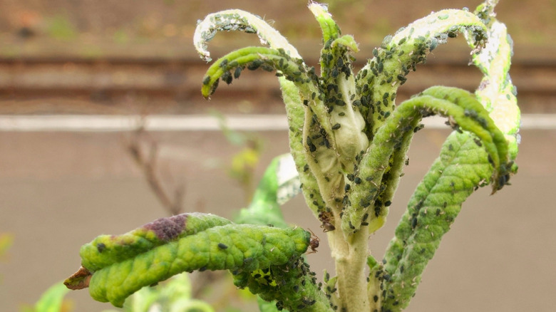 Blackflies covering a plant