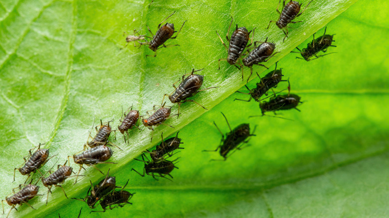 A blackfly colony on a green leaf