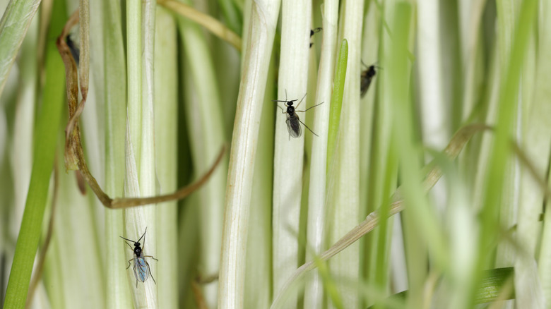 fungus gnats crawling on plants
