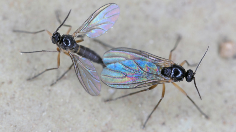 two fungus gnats