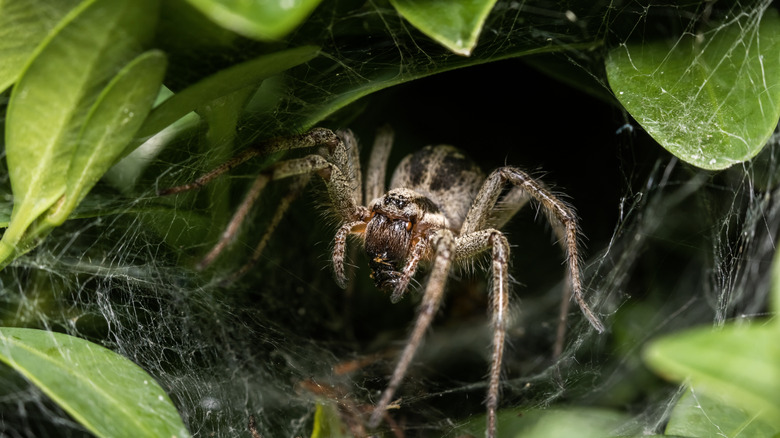 Closeup of spider in some leaves