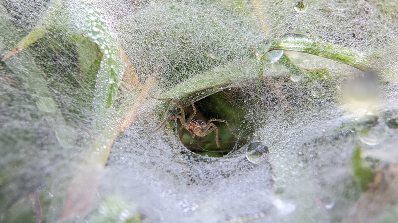 Grass spider in dewy nest