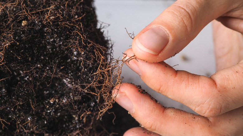 Rotting roots of a plant