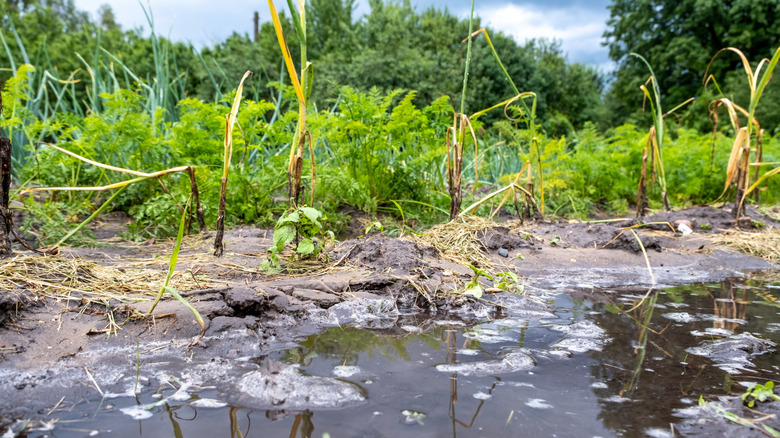 Vegetable garden with standing water