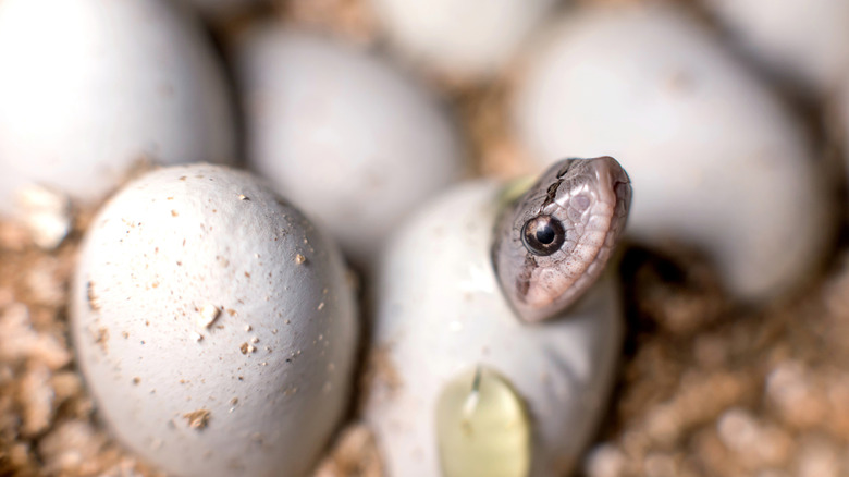 Hognose snake hatching from an egg