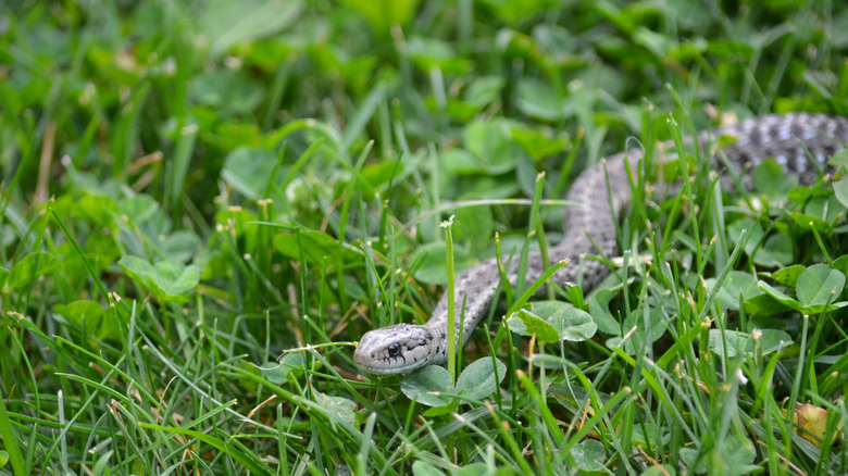 Garter snake in grass