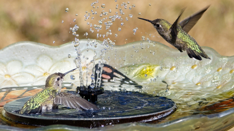 hummingbirds enjoy the spray of a solar birdbath fountain