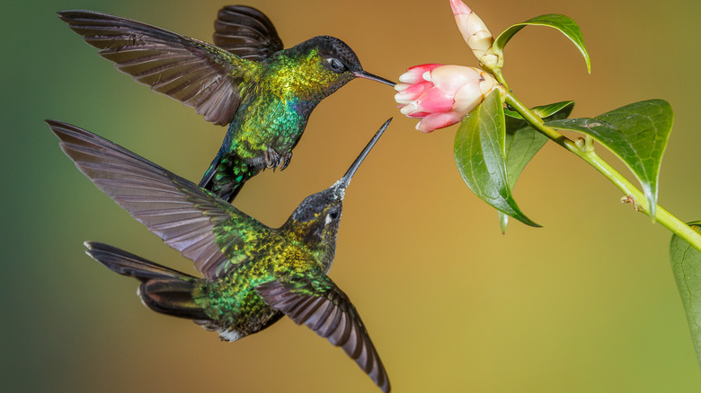 Two hummingbirds visit a flower