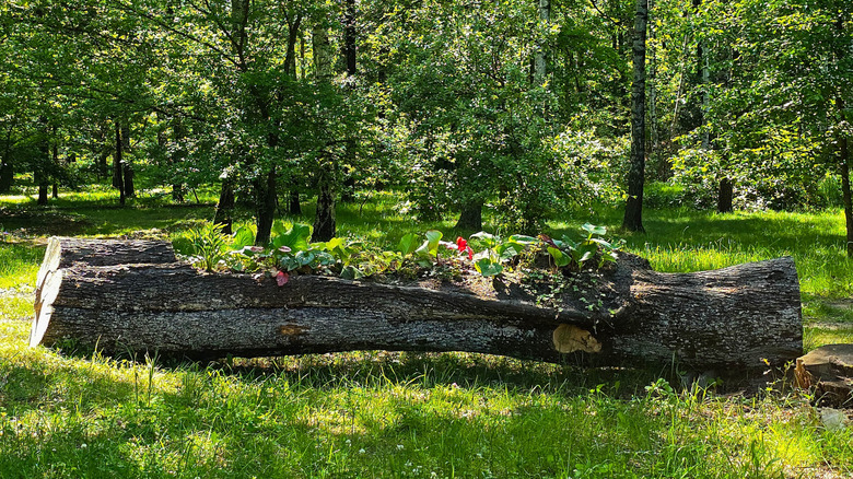 Log flower garden container