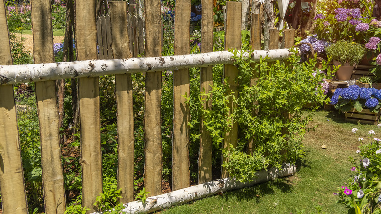 Birchwood fence with gardens