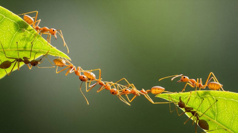 ants work together to move between leaves
