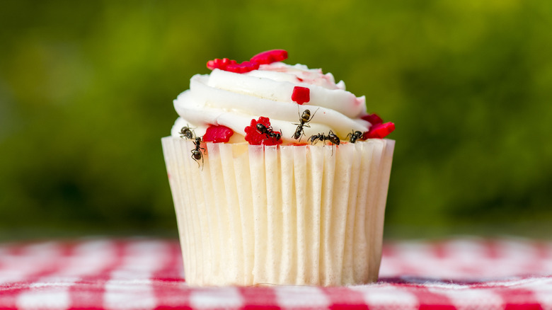 Ants crawling on cupcake at picnic