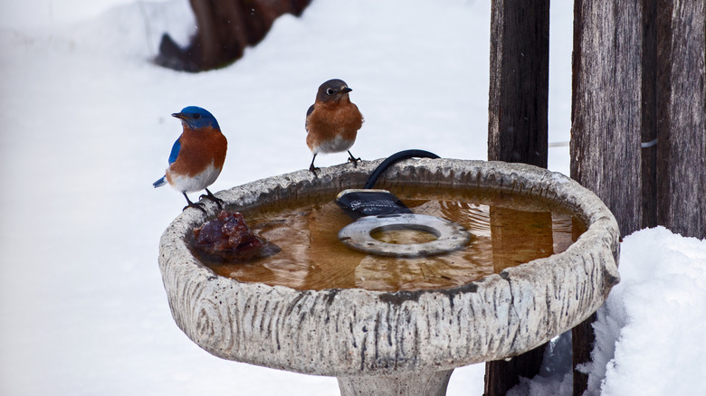 Bluebirds at an unfrozen birdbath in winter