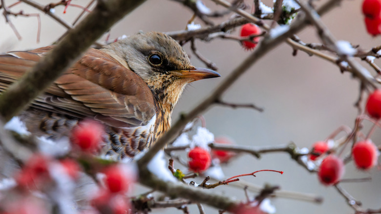 Bird hiding in shrub with red berries
